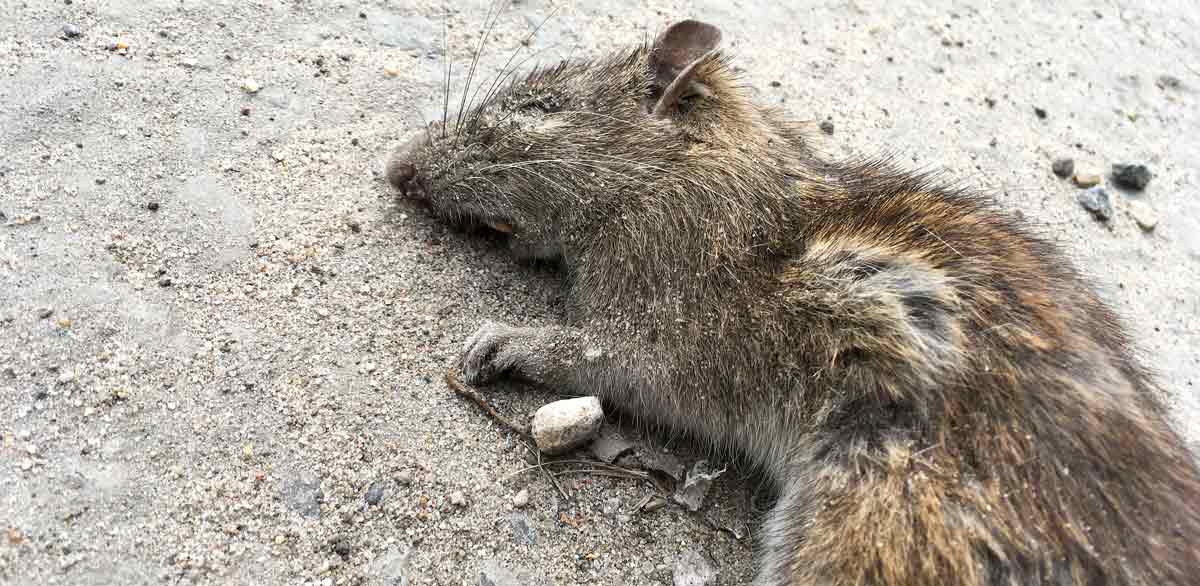 Quelques astuces pour se débarrasser des rats sans l'usage d'un poison –