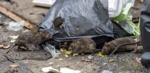 Prolifération de rats poubelles Paris