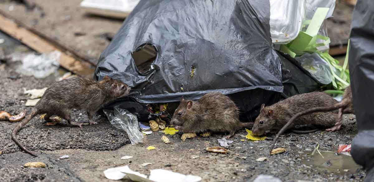 Accumulation des poubelles : prolifération de rats à Paris