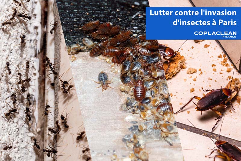 Lutte Contre L'invasion D'insectes a Paris
