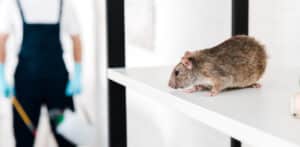 Dératisation 92 efficace contre rats et souris