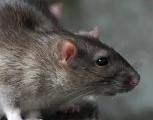 Comment repérer un rat à domicile rapidement
