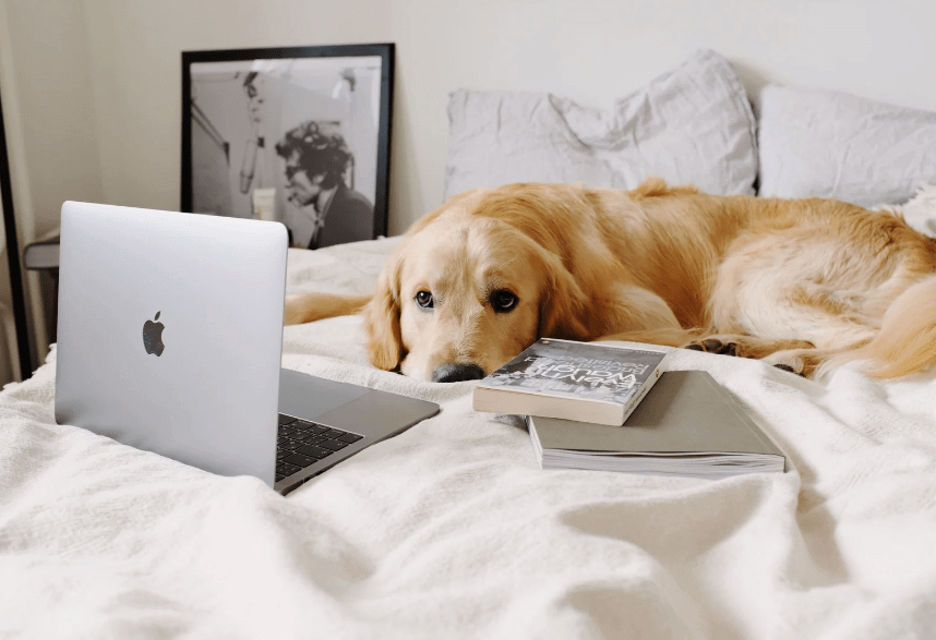 punaise de lit paris 12