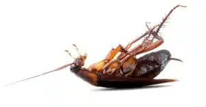 Blatte à tuer