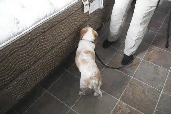 Comment choisir son professionnel punaise de lit : critères et étapes pour une éradication fiable et durable choisir son professionnel punaise de lit détection canine