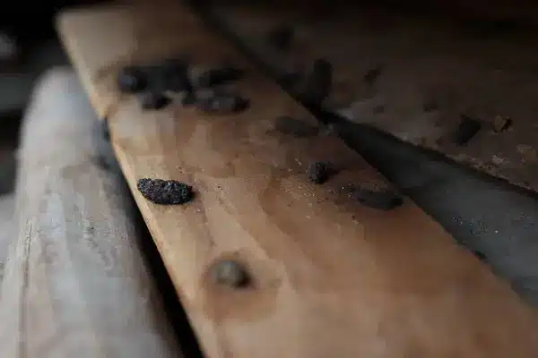 crottes de rat