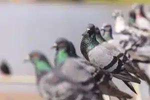 Traitement anti pigeons sur Paris & Île-de-France avec Coplaclean Troupeau de pigeons noirs en rangée sur une barrière