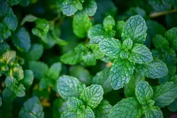 Menthe poivrée, un répulsif à rats