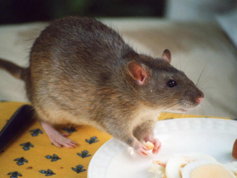 Rat brun