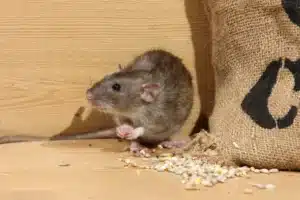 recette de grand-mère pour tuer les rats