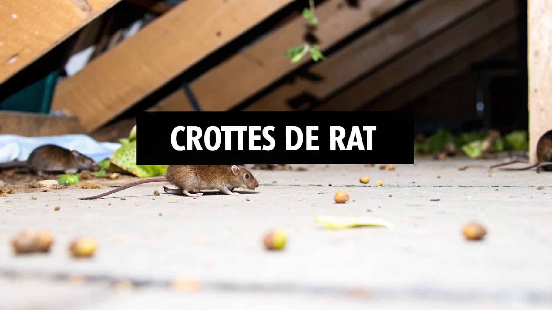 Crottes de rat : les identifier et s&rsquo;en débarrasser