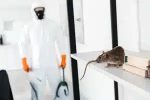 Coplaclean France - Dératisation, Désinsectisation et Désinfection comment se passe une dératisation ? Rat avec un exterminateur en arrière plan