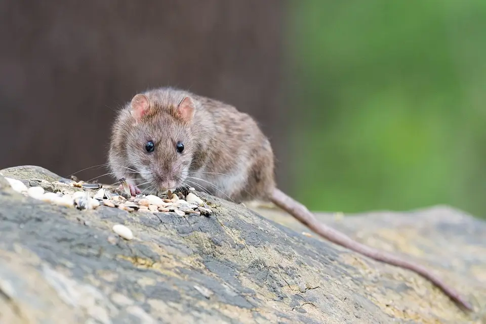 old Blog idées reçues sur les rats. Rat sur une pierre