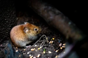 impact environnemental des rats, quel est-il ?