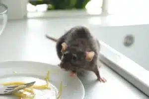 qu'est-ce qui attire les rats ? Rat près d'une assiette sale
