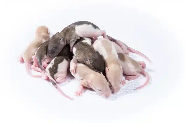 famille de rats sur fond blanc