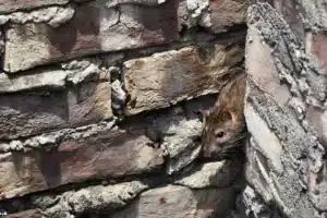 qui paye la deratisation lors d'une infestation de rats ?