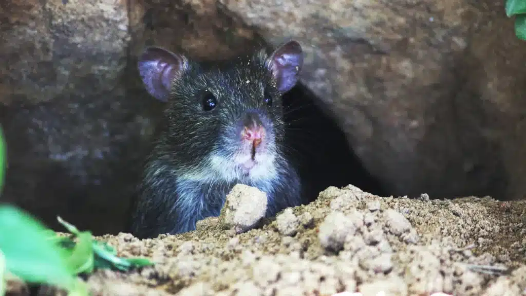 quelles maladies transmettent les rats ? Image de rat noir sur de la terre