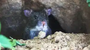quelles maladies transmettent les rats ? Image de rat noir sur de la terre