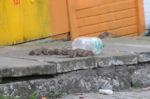 Pourquoi les rats envahissent les villes ? troupe de rats près d'une bouteille en plastique