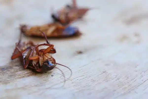 Comment se débarrasser des cafards : Les astuces efficaces cafards morts sur le dos