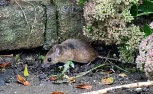 Petit rongeur au pied de pierres et de plantes