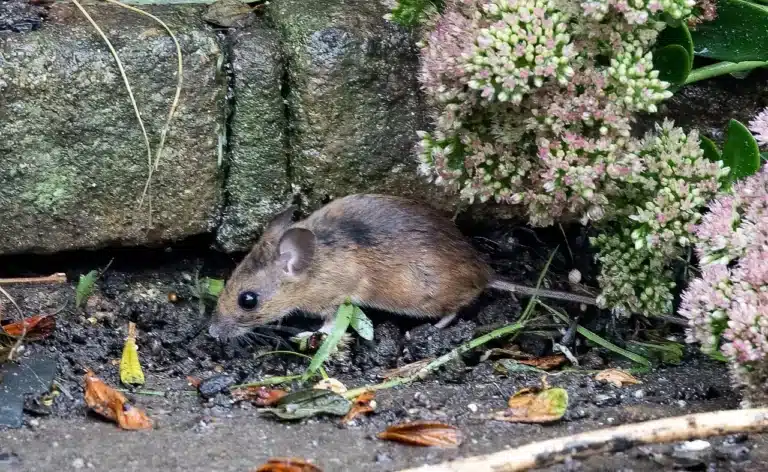 Petit rongeur au pied de pierres et de plantes