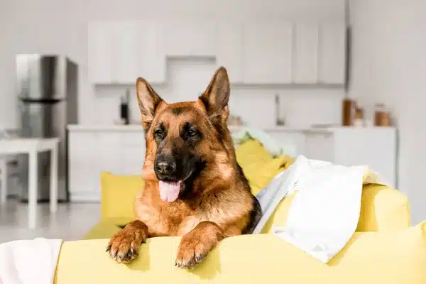 Tout savoir sur la détection canine de punaises de lit detection canine punaises de lit, berger allemand sur un canapé et qui tire la langue