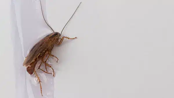 cafard dans un piège à glue