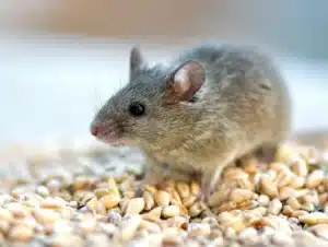 Une souris grise sur des grains de céréales