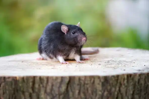 deratisation Paris15