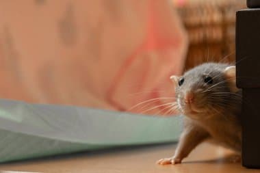 dératisation paris19