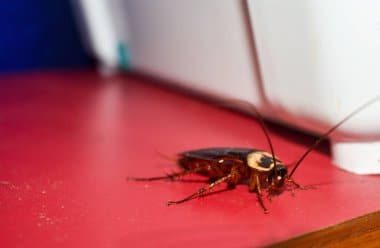 Désinsectisation cafards Paris 18 : enquête et solutions d'éradication de Montmartre à la porte de la Chapelle