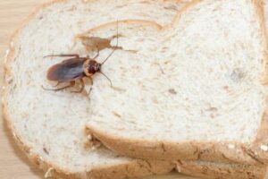 desinsectisation cafard paris 12