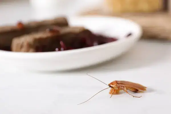 Désinsectisation 2 prix desinsectisation cafards, cafard sur table avec assiette en arrière plan