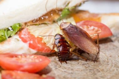 Désinsectisation cafards 95 : retrouvez la sérénité avec notre plan d'action garanti