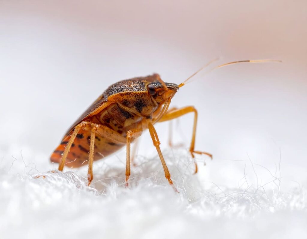 Professionnel pour se débarrasser des insectes