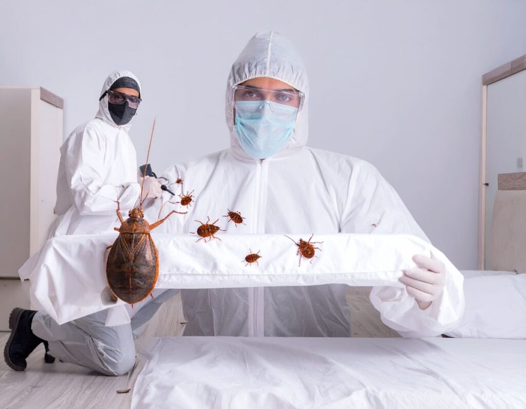 Professionnel en cas d'infestation