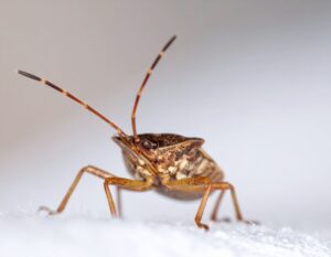 faut-il écraser les punaises de lit ?