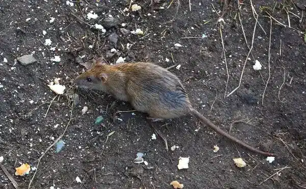 gros rat sur un sol terreux