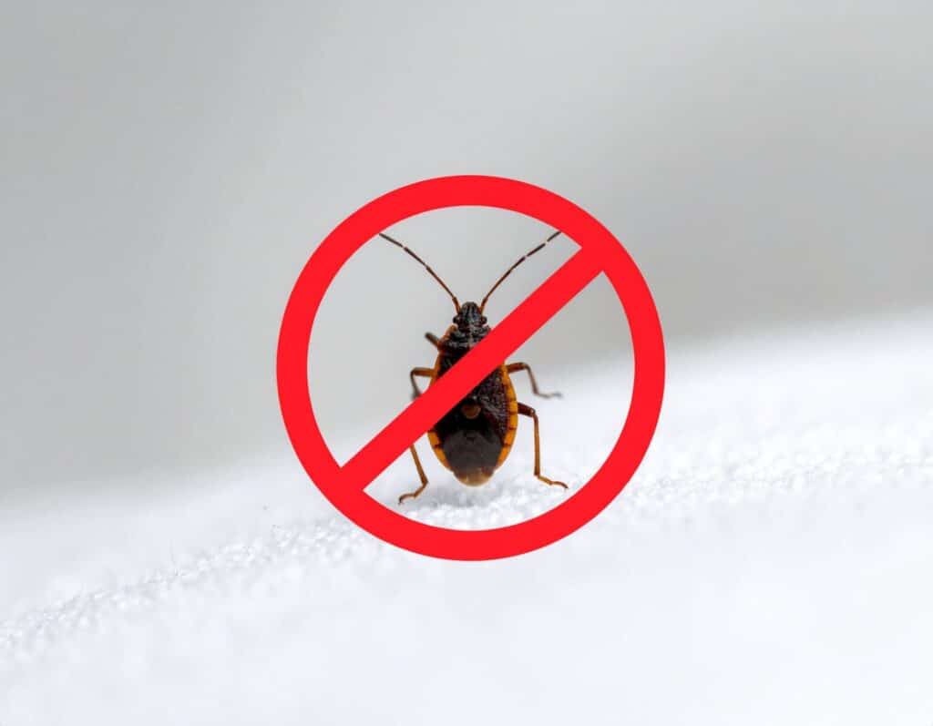 traitement de punaises colombes