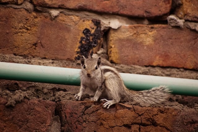 Coplaclean Spécialiste de la lutte anti-rats agréé à Ivry-sur-Seine