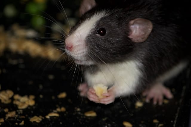 Dératisation Asnières-sur-Seine