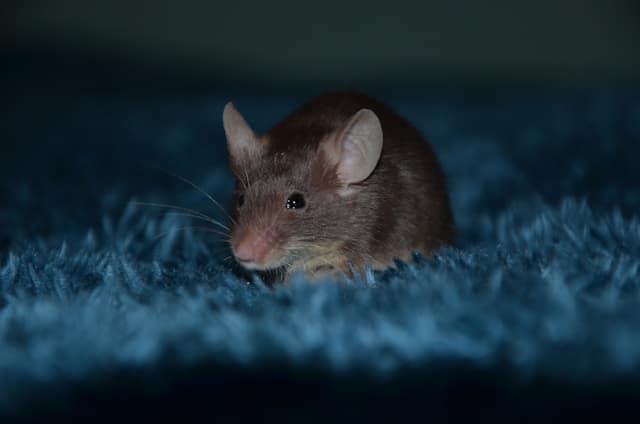 Dératisation à Gagny : Solutions radicales contre les rats et souris