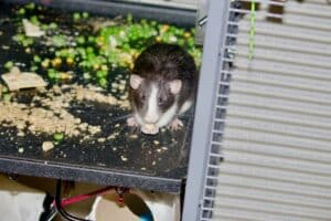 Dératisation à Boulogne-Billancourt